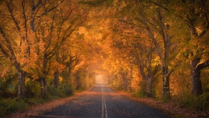 Autumn trees, Road, Autumn colors, Fall Foliage, Tarmac, 4K wallpaper