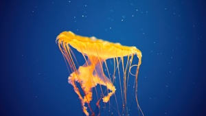 Jellyfish, Baltimore, Underwater, Blue background, Aesthetic, 4K wallpaper