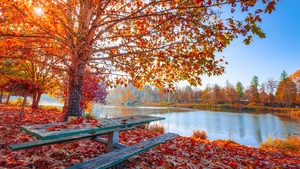 Autumn, Maple tree, Foliage, Autumn leaves, Sun light, Body of Water, Wooden bench, Lake, Landscape, Scenery, 4K wallpaper