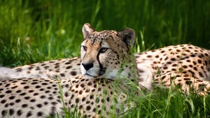 Cheetah, Grass, Wild animals, Germany, Beauty, 4K wallpaper