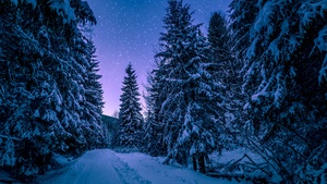 Snowy Trees, Winter, Forest, Frozen, Snow covered, Night sky, Pine trees, Seasons, 4K wallpaper