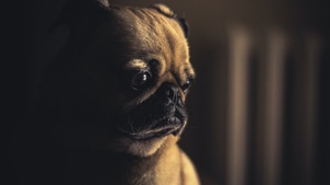 Fawn Pug, Pet dog, Canine, Animal Portrait, Selective Focus, Puppy, 4K wallpaper