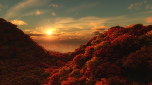 Red Trees, Sunrise, Cloudy Sky, Forest, Aerial view, Beautiful, 4K wallpaper