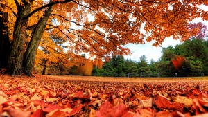 Maple tree, Autumn leaves, Foliage, Fallen Leaves, Landscape, Scenery, Woods, Forest, Beautiful, 4K wallpaper