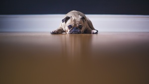 Fawn Pug, Pet dog, Stare, Canine, Puppy, 4K wallpaper