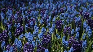 Blue flowers, Floral Background, Bloom, Garden, Blossom, 4K wallpaper