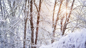 Snow covered, Forest, Tree Branches, Winter, White, Sunlight, 4K wallpaper