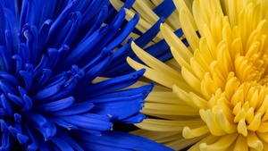 Blue flower, Yellow flower, Closeup, Macro, Blossom, Bloom, Spring, Floral Background, Petals, 4K wallpaper