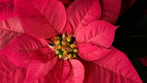 Fresh, Vibrant, Bloom, Spring, Closeup, 4K wallpaper