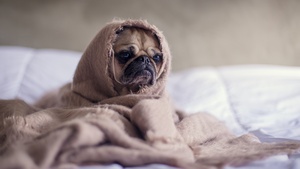 Fawn Pug, Sad, Innocent, Adorable, Blanket, Pet dog, Funny, Canine, Puppy, Sad face, 4K wallpaper