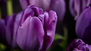 Closeup, Macro, Bokeh, Blossom, Bloom, Spring, Garden, Petals, 4K wallpaper