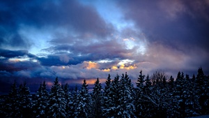 Snowy Trees, Winter, Cloudy Sky, Dusk, Scenic, 4K wallpaper