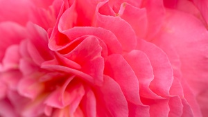 Pink flower, Bokeh, Petals, Closeup, Pink background, Flora, Vibrant, Blossom, Bloom, Spring, 4K wallpaper