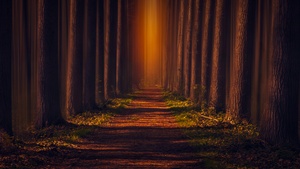 Pathway, Autumn Forest, Leaves, Trees, Woods, Road, Sunlight, 4K wallpaper