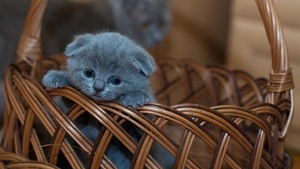 Cat, Pet, Kawaii, Feline, Sad, Mood, Brown aesthetic, 4K wallpaper