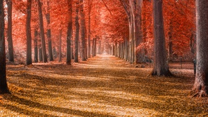 Autumn trees, Forest path, Trunks, Woods, Autumn leaves, Red, Fallen Leaves, Daytime, Shadow, Pattern, Scenery, 4K wallpaper