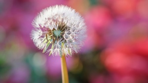 Dandelion flower, Blur background, Selective Focus, Bokeh, Closeup, 4K wallpaper