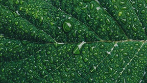 Green leaf, Water drops, Closeup, Macro, Pattern, Leaf Background, Greenery, Texture, 4K wallpaper