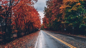 Autumn trees, Foliage, Seasons, Fall, Empty Road, Landscape, Scenery, 4K wallpaper