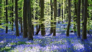 Forest, Woods, Trees, Green leaves, Purple Flowers, 4K wallpaper