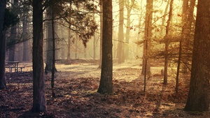 Forest Trees, Sunrise, Woods, Fallen Leaves, Sun light, Early Morning, 4K wallpaper