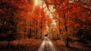 Autumn Forest, Dirt road, Seasons, Landscape, Scenery, 4K wallpaper