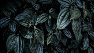 Leaf Background, Green leaves, Botanical, 4K wallpaper