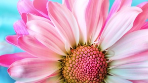 Pink Daisy, Macro, Flora, Petals, Blossom, Bloom, Spring, Closeup, 4K wallpaper