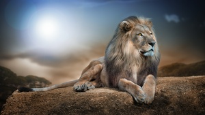 African Lion, Big cat, Carnivore, Predator, Animal Portrait, Blur background, Wild animal, 4K wallpaper