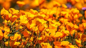 Poppy flowers, Floral Background, Yellow flowers, Blossom, Spring, Bloom, 4K wallpaper