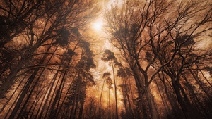 Woods, Forest, Tall Trees, Fire effect, Landscape, Digital composition, 4K wallpaper