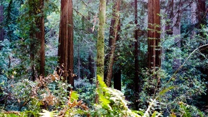 California, Forest, Tall Trees, Woods, Landscape, 4K wallpaper