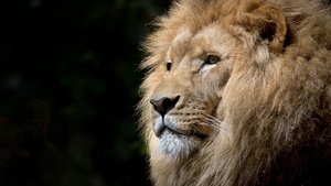 African Lion, Face, Big cat, Predator, Carnivore, Wild animal, Zoo, Feline, Portrait, Mane, 4K wallpaper