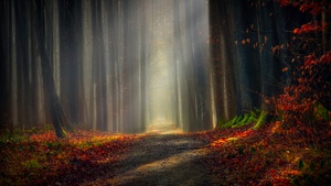 Forest path, Autumn leaves, Dirt road, Pathway, Trees, Woods, Fallen Leaves, Sunlight, 4K wallpaper