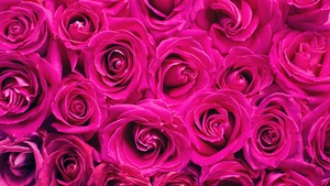 Pink Roses, Floral Background, Blossom, Backdrop, Spring, Texture, 4K wallpaper