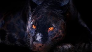 Black Panther, Dark background, Wild Cat, Scary, Feline, Big cat, Predator, Carnivore, 4K wallpaper