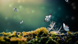 White Butterflies, Mystical Forest, Moss, Blur background, Selective Focus, 4K wallpaper