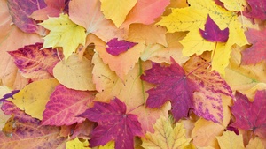 Maple leaves, Fall Foliage, Autumn, Seasons, Fallen Leaves, Colorful, Leaf Background, 4K wallpaper