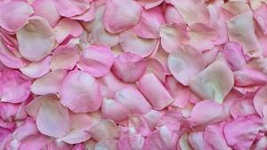 Rose Petals, Pink, Floral Background, 4K wallpaper