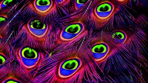 Peacock feather, Plumage, Purple, Vibrant, Colorful, 4K wallpaper