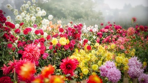 Dahlia flower, Blossom, Bloom, Flower garden, Colorful, Fog, Floral Background, 4K wallpaper