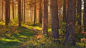 Tree Trunks, Woods, Forest path, Trails, Sun rays, Scenery, Glade, 4K wallpaper