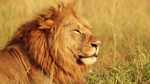 African Lion, Safari, Big cat, Predator, Wild animal, Portrait, Carnivore, 4K wallpaper