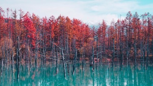 Japan, Red Trees, Autumn, Body of Water, Reflection, Blue lake, Landscape, Scenery, 4K wallpaper
