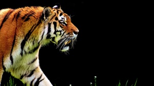 Tiger, AMOLED, Big cat, Black background, Fur, Predator, Carnivore, Feline, Wild animal, 4K wallpaper