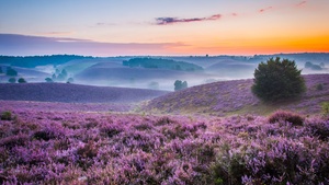 Lavender farm, Purple, Landscape, Foggy, Sunset Orange, Beautiful, Horizon, 4K wallpaper