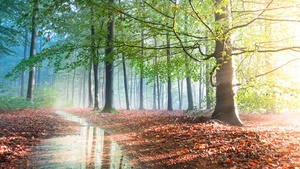 Forest, Sunlight, Tree Branches, Path, Fallen Leaves, Woods, Sunshine, 4K wallpaper