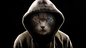 Hoodie, Animal Portrait, Black background, Pet, 4K wallpaper