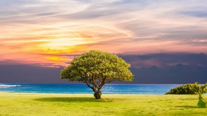 Green Tree, Ocean view, Grassland, Summer, Sunset, Horizon, Landscape, Scenery, 4K wallpaper