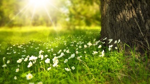 Tree Trunk, Meadow, Greenery, Sunlight, White flowers, Selective Focus, Grass, Wood, 4K wallpaper